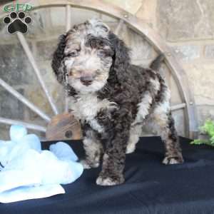 Johnny, Mini Labradoodle Puppy