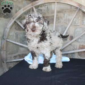 Jerry, Mini Labradoodle Puppy