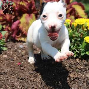 Sheila, Jack Russell Terrier Puppy