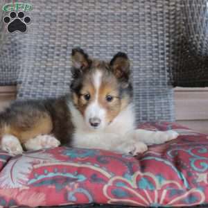 Lyle, Sheltie Puppy