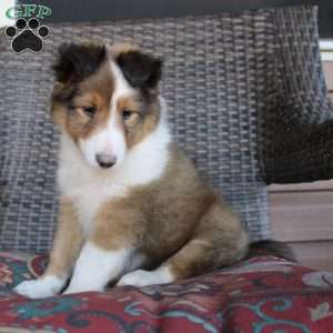 Landis, Sheltie Puppy