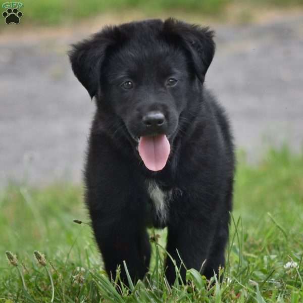 Cabo, Labrador Mix Puppy