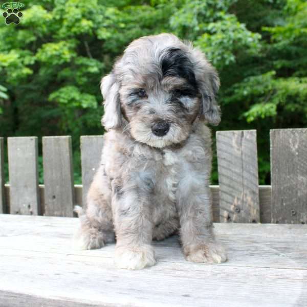 Kenzie, Mini Goldendoodle Puppy