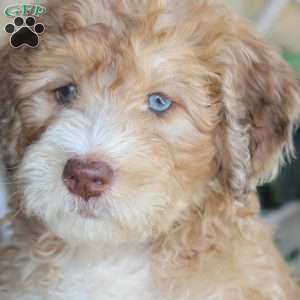 Sorbet, Mini Labradoodle Puppy