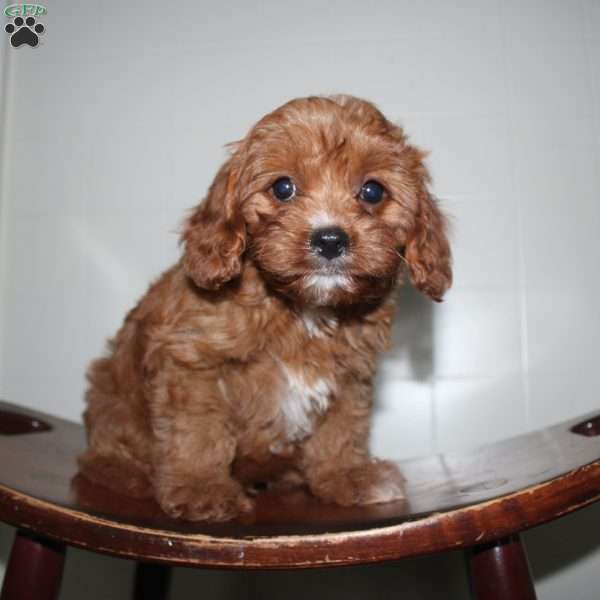 Hans, Cavapoo Puppy