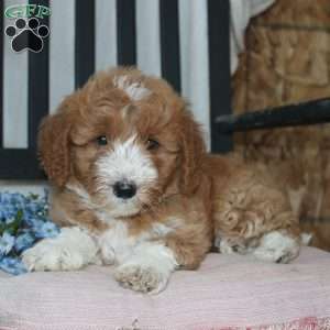 Freddie, Mini Goldendoodle Puppy