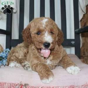 Faye, Mini Goldendoodle Puppy