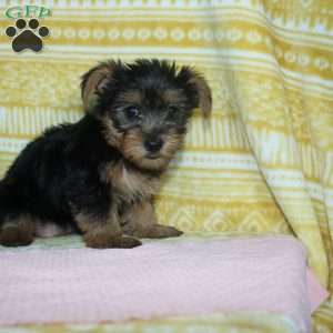 Debbie, Yorkie Puppy