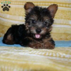 Dickie, Yorkie Puppy