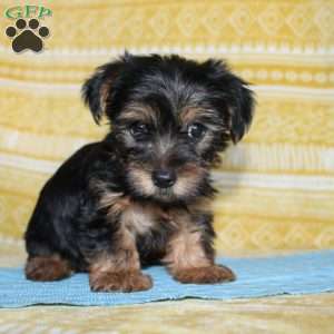 Dallus, Yorkie Puppy
