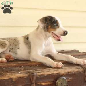 Rachel, Doberman Mix Puppy