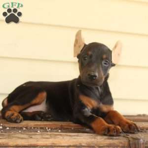 Sunshine, Doberman Pinscher Puppy