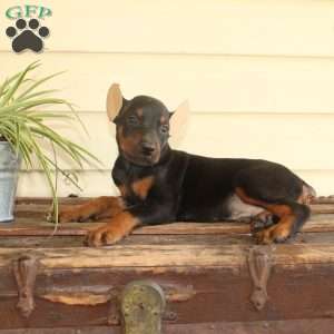Sammy, Doberman Pinscher Puppy