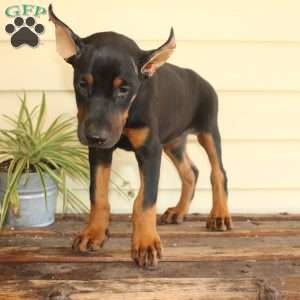 Sasha, Doberman Pinscher Puppy