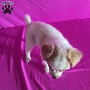 Daisy, Papillon Puppy