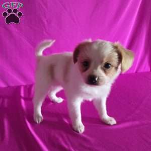 Daisy, Papillon Puppy