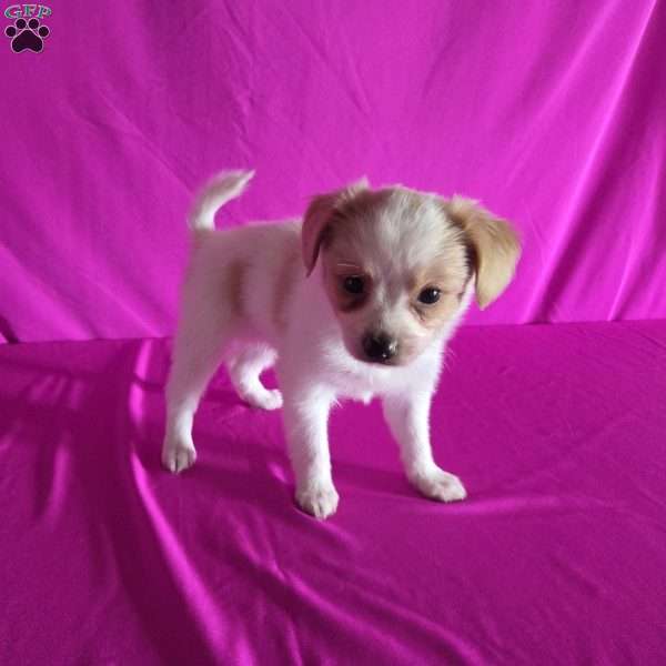 Daisy, Papillon Puppy