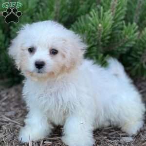 Cotton, Bich-Poo Puppy