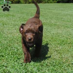 Louisa, Chocolate Labrador Retriever Puppy