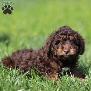 Lando, Cavapoo Puppy