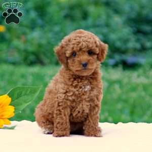 Bella, Miniature Poodle Puppy