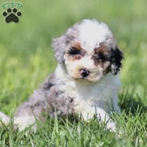 Lily, Cavapoo Puppy