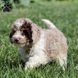 Lex, Cavapoo Puppy