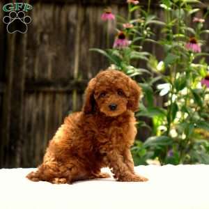 Drew, Toy Poodle Puppy