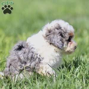 Lily, Cavapoo Puppy