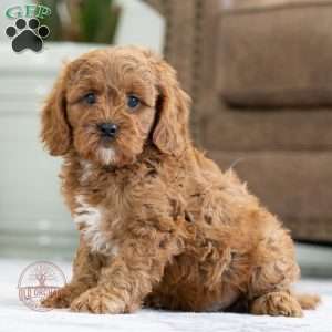Harley, Cavapoo Puppy