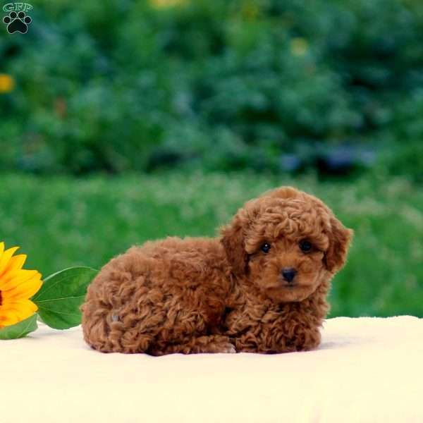Bella, Miniature Poodle Puppy