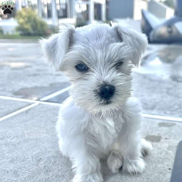 Cloe, Miniature Schnauzer Puppy