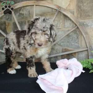 Jenny, Mini Labradoodle Puppy