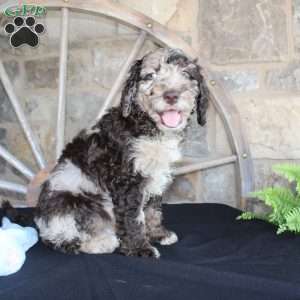 Johnny, Mini Labradoodle Puppy