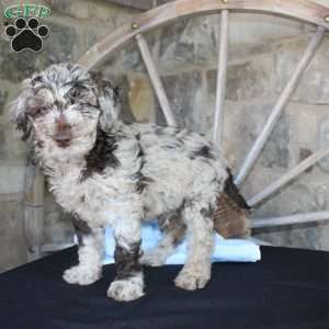 Jerry, Mini Labradoodle Puppy