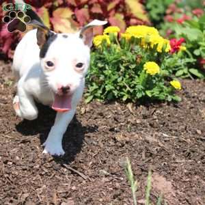 Sheila, Jack Russell Terrier Puppy