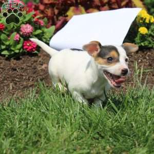 Shelly, Jack Russell Terrier Puppy