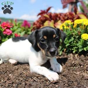 Cutie, Jack Russell Terrier Puppy