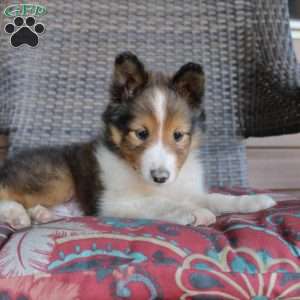 Lyle, Sheltie Puppy