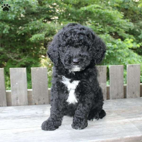Kevin, Mini Goldendoodle Puppy