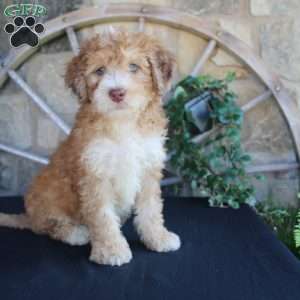 Sorbet, Mini Labradoodle Puppy