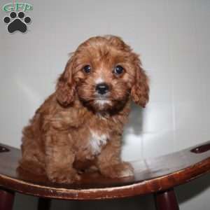 Hans, Cavapoo Puppy