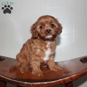 Hilda, Cavapoo Puppy