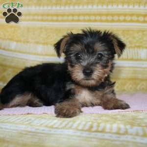Debbie, Yorkie Puppy