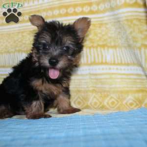 Dickie, Yorkie Puppy