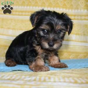 Dallus, Yorkie Puppy