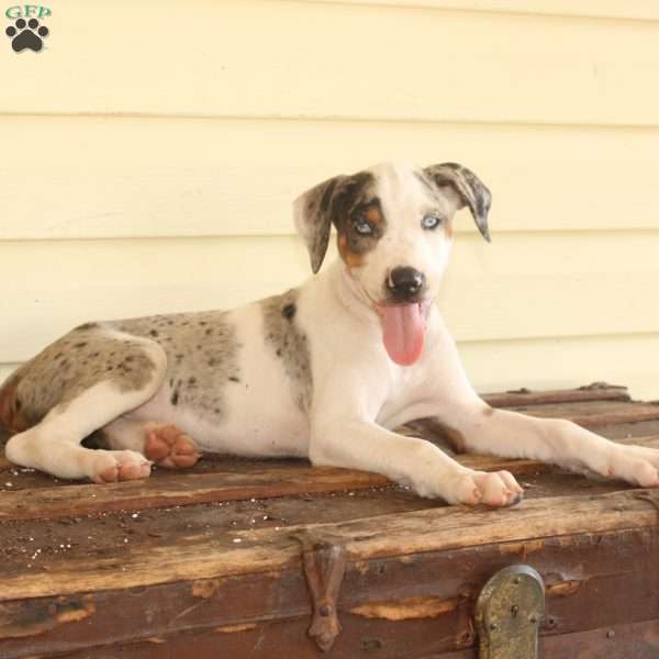 Rachel, Doberman Mix Puppy