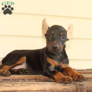 Sunshine, Doberman Pinscher Puppy