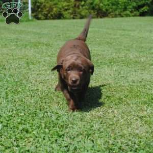 Louisa, Chocolate Labrador Retriever Puppy