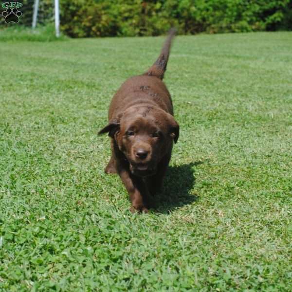 Louisa, Chocolate Labrador Retriever Puppy